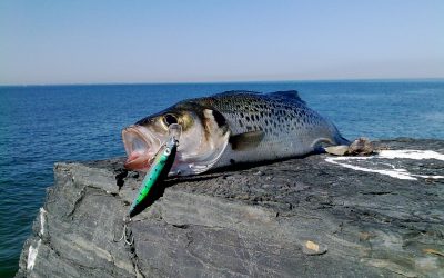 Ayudas para el Desarrollo sostenible de la pesca en Andalucía