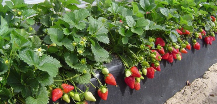 La campaña agrícola tira del paro hacia abajo en febrero en Huelva