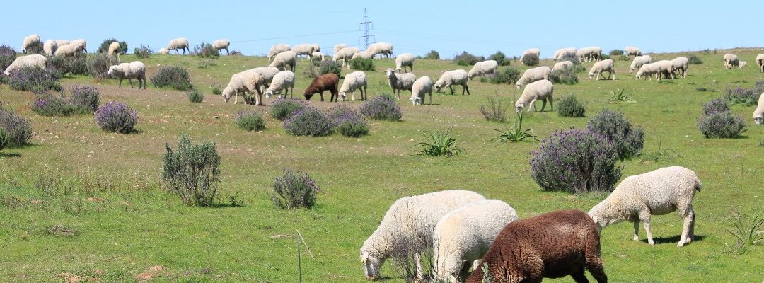 Diputación destina 384.000 euros al área de Investigación Agrícola y Ganadera